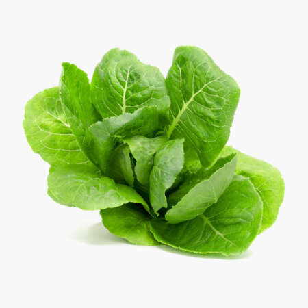 Coriander Leaves