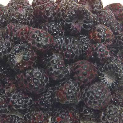 Black Raspberries